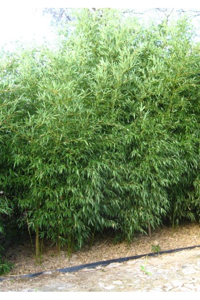 Бамбук Дэвида Бисетти посадка